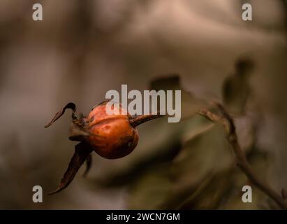Rosen-Hüften im Winter, Wintergarten, wilde Rosen-Makro Stockfoto