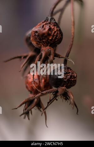 Rosen-Hüften im Winter, Wintergarten, wilde Rosen-Makro Stockfoto