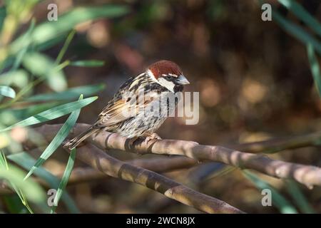 Weidensperling (Passer hispaniolensis), der auf einem Ast auf Fuerteventura sitzt Stockfoto