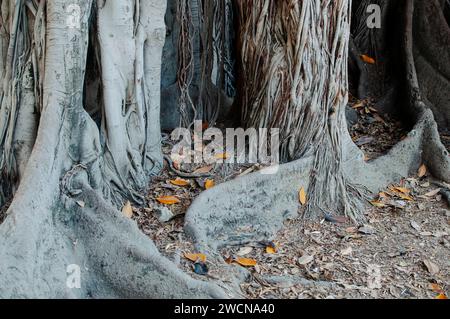 Palermo, Italien. Juli 2015. Teilweiser Blick auf den Kofferraum des riesigen Ficus auf der Piazza Marina im Herzen der sizilianischen Hauptstadt Stockfoto