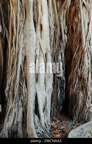 Palermo, Italien. Juli 2015. Teilweiser Blick auf den Kofferraum des riesigen Ficus auf der Piazza Marina im Herzen der sizilianischen Hauptstadt Stockfoto