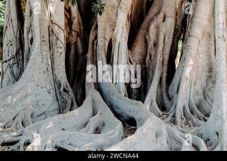 Palermo, Italien. Juli 2015. Teilweiser Blick auf den Kofferraum des riesigen Ficus auf der Piazza Marina im Herzen der sizilianischen Hauptstadt Stockfoto