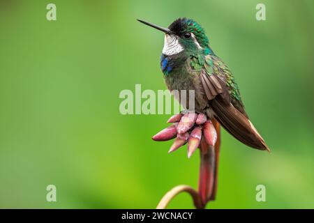 Der Weißkehlkopf (Lampornis castaneoventris) ist eine Kolibris-Art aus dem Stamm Lampornithini des Subfam Stockfoto