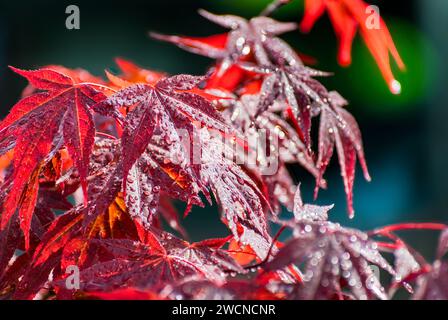 Schöner dekorativer roter japanischer Ahornzweig mit Morgentauropfen. Acer palmatum. Nahaufnahme verspielter glänzender Blätter oder Wassertropfen auf dunklem Hintergrund. Stockfoto