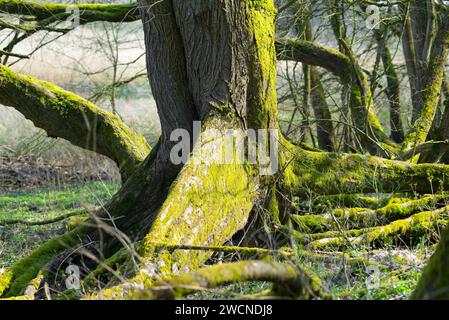 Rootstock mit Brettwurzeln einer europäischen Weißen Ulme (Ulmus laevis), Baum des Jahres 2019, sonnendurchfluteter, moosbedeckter Baum im Urwald, Hartholz Stockfoto