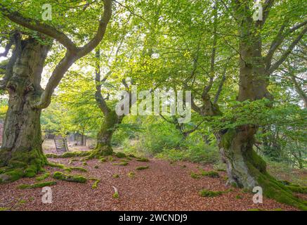 Alte Kupferbuchen (Fagus sylvatica), friedlicher Wald, alte, moosbedeckte, knorrige Bäume, grünes Laub an den Zweigen und herbstliches rotes Laub an Stockfoto