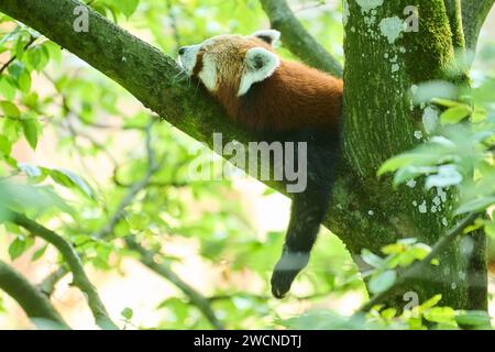 Roter Panda (Ailurus fulgens) auf einem Baum liegend, Deutschland Stockfoto