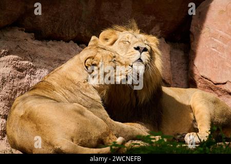 Asiatischer Löwe (Panthera leo persica), männlich und weiblich liegend, gefangen, Deutschland Stockfoto