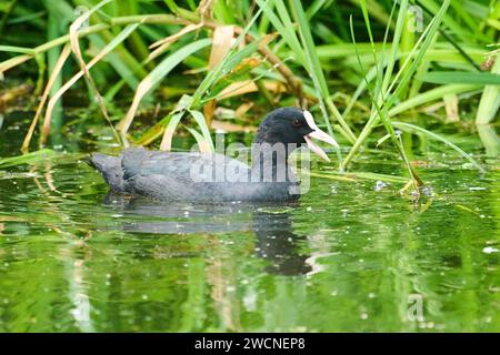 Eurasische Muschi (Fulica atra), die in einem See schwimmt, Bayern, Deutschland Stockfoto