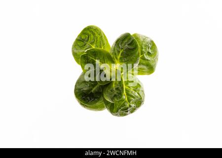 Feldsalat, Studioaufnahmen auf weißem Hintergrund Stockfoto