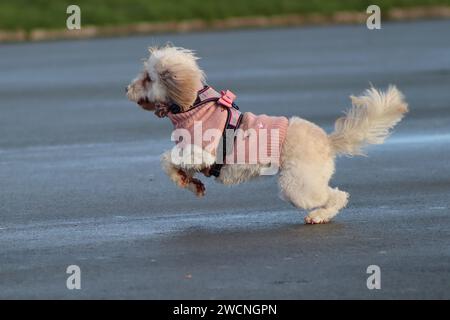 Ein Hund spielt Verfolgungsjagd und rau und stürzt aufgeregt mit einem anderen Hund, während seine Besitzer sich während des Trainings ihrer Tiere unterhalten. Stockfoto