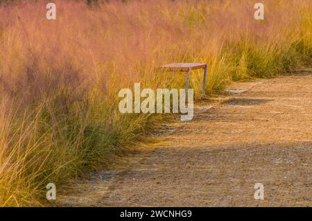 Parkbank aus Holz mit Metallbeinen in hohem Wintergras neben einem Wanderweg an einem sonnigen Tag Stockfoto