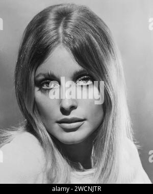 Schauspielerin Sharon Tate aus dem Film Valley of the Dolls aus dem Jahr 1967. Sharon Marie Tate Polanski (1943–1969) US-amerikanische Schauspielerin, die von Mitgliedern der Manson-Familie ermordet wurde Stockfoto