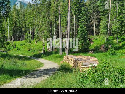 Ein Pfad im Wald, zwischen mehreren Kiefern, in der Region heimischen Bäumen und, am Rande des Weges, einem Holzhaufen. Stockfoto