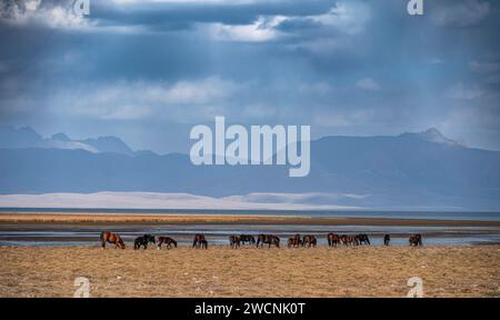 Eine Herde von Pferden, die auf einer Wiese am Song Kul Bergsee weiden, Naryn Region, Kirgisistan Stockfoto