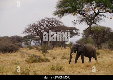Wilde afrikanische Elefanten essen, Savanne, Baobab Stockfoto