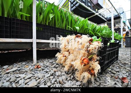 tulpenzwiebeln in Nahaufnahme auf dem Hintergrund eines Gewächshauses mit Blumen. Stockfoto