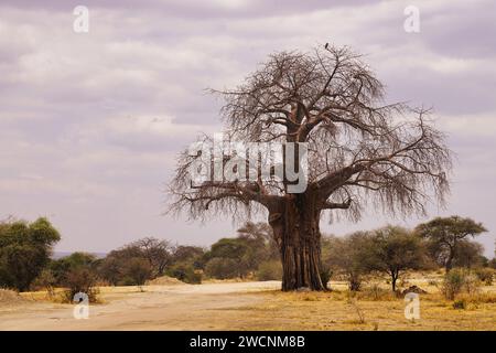 baobab-Baum, afrikanische Savanne, Landschaft Stockfoto