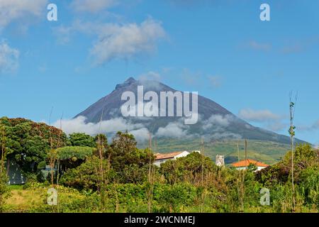 Grüne Felder im Vordergrund mit einem imposanten Pico-Vulkan und heiterem Himmel im Hintergrund, Criacao Velha, Pico Island, Azoren, Portugal Stockfoto