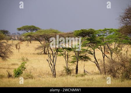 afrikanisches Buschland, Savanne, Gras, Akazien Stockfoto