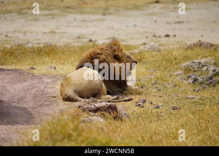 Löwe männlich, Kopf, Mähne, Ganzkörper, Seitenprofil Stockfoto