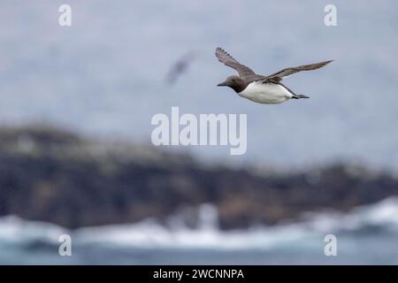 Gemeine guillemot (Uria aalge), Fliegen, Grimsey Island, Island Stockfoto