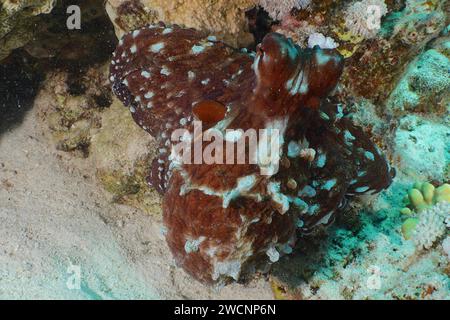 Großer blauer Tintenfisch (Octopus cyaneus), Tauchplatz Hausriff, Mangrove Bay, El Quesir, Rotes Meer, Ägypten Stockfoto