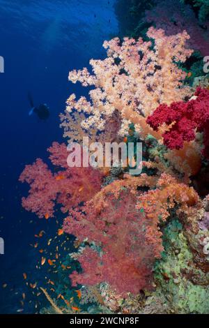 Hemprich's Baumkoralle (Dendronephthya hemprichi), Taucher im Hintergrund, Tauchplatz Habili Jaffa, St. Johns Reef, St. Johns, Rotes Meer, Ägypten Stockfoto