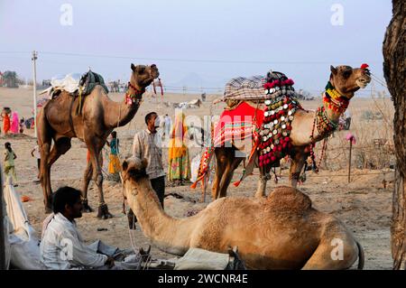 Kamelmarkt, Messe, Menschen, Hochzeitsmarkt, Tiere, Wüstenstadt Pushkar, (Pushkar Kamal Fair) Rajasthan, Nordindien, Indien Stockfoto