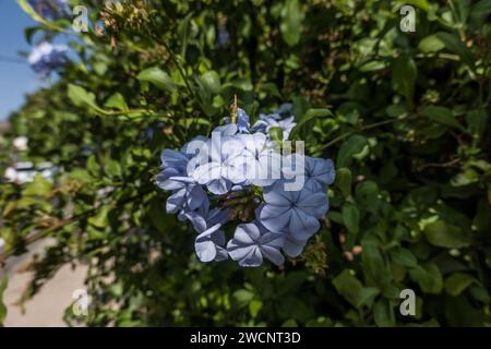 Kap-Bleiwurz (Plumbago auriculata, Syn. Plumbago capensis) - Blühend, Fataga, Gran Canaria, Spanien Stockfoto