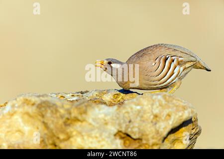 Arabian Rebhühner, Sandhühner, (Ammoperdix heyi), Perdrix de Hey, Perdiz Desertica, Israel Stockfoto