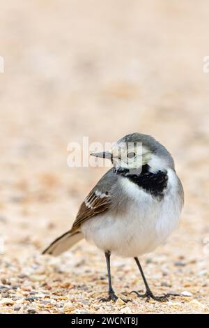 Weißbachtel (Motacilla alba), Israel, Naher Osten Stockfoto