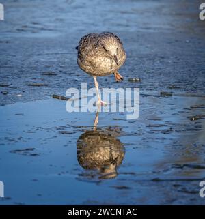 Nahaufnahme einer jungen Möwe, die auf einem Bein auf einem gefrorenen See mit Reflexion steht Stockfoto