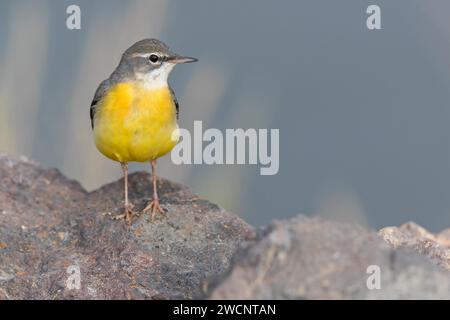 Graubachtel (Motacilla cinerea), Israel, Naher Osten Stockfoto