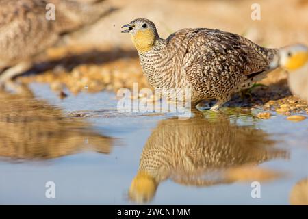 Gekröntes Sandhuhn (Pterocles coronatus), Israel, Naher Osten Stockfoto