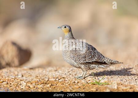 Gekröntes Sandhuhn (Pterocles coronatus), Israel, Naher Osten Stockfoto