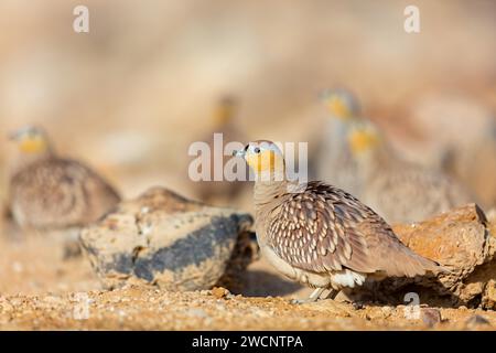 Gekröntes Sandhuhn (Pterocles coronatus), Israel, Naher Osten Stockfoto