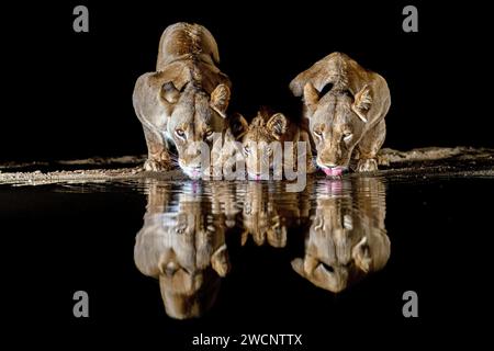 Drei Löwen trinken Wasser an einem Wasserloch, Nachtschuss, Kenia Stockfoto