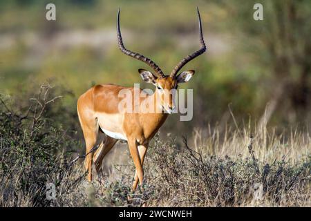 Grants Gazelle (Gazella granti), Samburu Nationalpark, Kenia Stockfoto