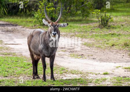 Defassa Waterbock (Kobus defassa), Afrka, Kenia, Masai Mara, Masai Mara, Kenia Stockfoto