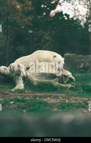 Trauriger Eisbär, der im Wald schläft Stockfoto