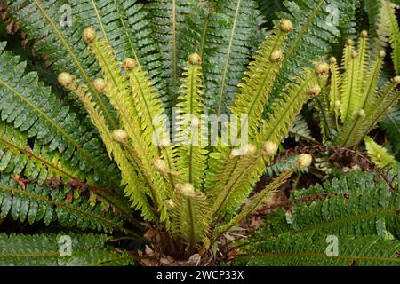 Crown Fern (Lomaria discolor) aus Neuseeland Stockfoto