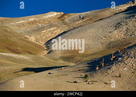 Patriarch Grove Edge, Ancient Bristlecone Pine Forest, Ancient Bristlecone National Scenic Byway, Inyo National Forest, Kalifornien Stockfoto