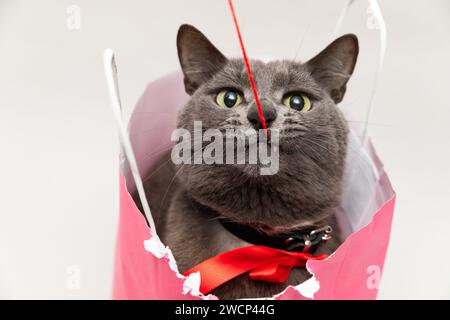 Niedliche Katze mit roter Krawatte in einem rosa Beutel, die eine rote Schnur in den Zähnen hält Stockfoto