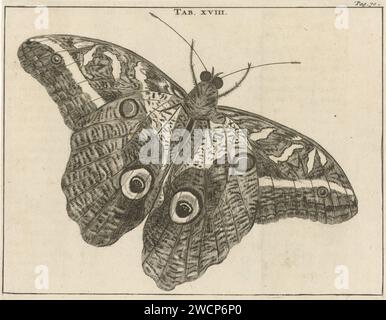 Surinamischer Riesenschmetterling XVIII, Jan Luyken, 1680 Print Mitte und oben rechts markiert: Tab. XVIII Seite: 70. Amsterdamer Papierätzinsekten: Schmetterling Stockfoto