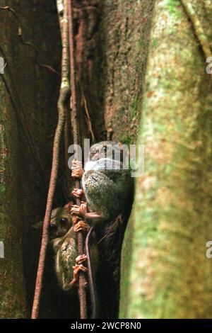 Zwei Individuen von Gurskys Spektraltarsier (Tarsius spectrumgurskyae) sind am helllichten Tag auf ihrem Nestbaum sichtbar, eine Anomalie dieses nächtlichen Primaten, der im Regenwald des Tangkoko Nature Reserve in Nord-Sulawesi, Indonesien lebt. Die Erhaltung von Primaten ist eine Herausforderung des Verhaltens und erfordert daher verhaltensorientierte Lösungen, so ein Team von Wissenschaftlern unter der Leitung von Harry Hilser in seinem 2023 veröffentlichten Artikel vom International Journal of Primatology. Es bedarf auch Einer ganzheitlichen Strategie der Bildung, des Aufbaus von Kapazitäten und des gemeinschaftlichen Schutzes. Stockfoto