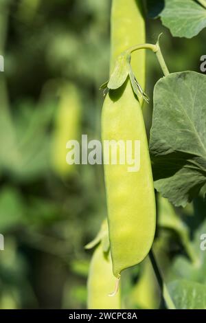 Frühe Saison biologisch angebaute Hülsenerbsen in frühester Reife. Die Erbsenschote reift in etwa einer Woche und ist bereit für die Ernte. Stockfoto