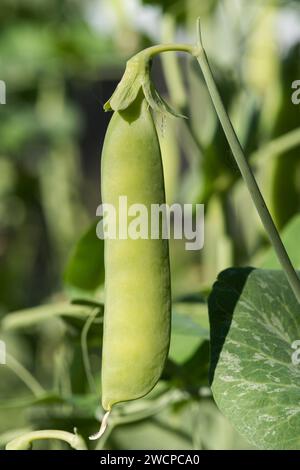 Eine voll ausgereifte Erbsenschote, die in einem Garten im Norden Colorados angebaut wird, kann geerntet werden. Stockfoto