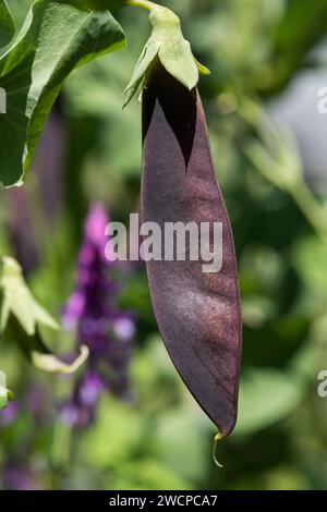 Mitte Juni Bio Lila Schneebase. Im späten Frühling können Sie die violette Schneerase ernten, die im Garten im Norden von Colorado angebaut wird. Stockfoto