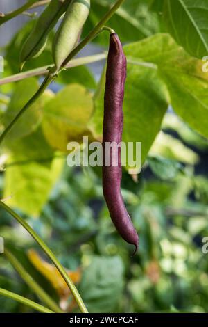 Bio-Lila Erbbohnen-Schote im Spätsommer. Die violette Schote wurde in einem Garten im Norden von Colorado angebaut. Stockfoto